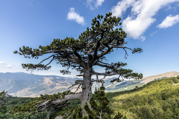 Tree in the mountain